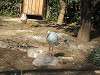 ueno_zoo_0779_mini.jpg