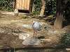 ueno_zoo_0780_mini.jpg
