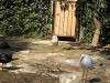 ueno_zoo_0782_mini.jpg