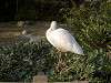 ueno_zoo_0784_mini.jpg