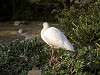ueno_zoo_0786_mini.jpg