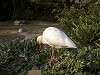 ueno_zoo_0787_mini.jpg