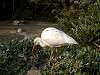 ueno_zoo_0788_mini.jpg