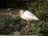 ueno_zoo_0789_mini.jpg