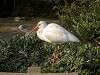 ueno_zoo_0790_mini.jpg