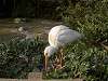 ueno_zoo_0792_mini.jpg
