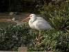 ueno_zoo_0793_mini.jpg