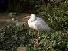 ueno_zoo_0794_mini.jpg