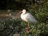 ueno_zoo_0795_mini.jpg