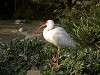 ueno_zoo_0796_mini.jpg