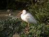 ueno_zoo_0797_mini.jpg