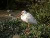 ueno_zoo_0798_mini.jpg