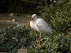 ueno_zoo_0800_mini.jpg