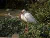 ueno_zoo_0802_mini.jpg