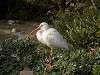 ueno_zoo_0804_mini.jpg