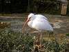 ueno_zoo_0805_mini.jpg