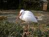 ueno_zoo_0806_mini.jpg