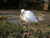 ueno_zoo_0807_mini.jpg