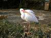 ueno_zoo_0808_mini.jpg