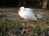 ueno_zoo_0809_mini.jpg
