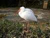 ueno_zoo_0810_mini.jpg