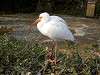 ueno_zoo_0811_mini.jpg