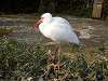 ueno_zoo_0812_mini.jpg