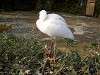 ueno_zoo_0815_mini.jpg