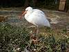 ueno_zoo_0816_mini.jpg
