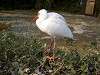 ueno_zoo_0817_mini.jpg