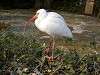 ueno_zoo_0819_mini.jpg