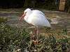 ueno_zoo_0821_mini.jpg