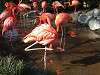 ueno_zoo_0822_mini.jpg