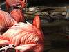 ueno_zoo_0825_mini.jpg