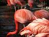 ueno_zoo_0826_mini.jpg