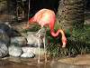 ueno_zoo_0827_mini.jpg