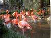 ueno_zoo_0833_mini.jpg