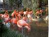 ueno_zoo_0834_mini.jpg