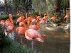 ueno_zoo_0836_mini.jpg