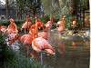 ueno_zoo_0837_mini.jpg