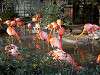 ueno_zoo_0841_mini.jpg