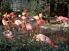 ueno_zoo_0842_mini.jpg