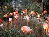 ueno_zoo_0853_mini.jpg