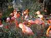 ueno_zoo_0855_mini.jpg