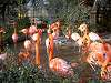 ueno_zoo_0858_mini.jpg