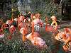 ueno_zoo_0860_mini.jpg