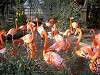 ueno_zoo_0861_mini.jpg