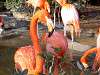 ueno_zoo_0864_mini.jpg