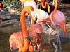 ueno_zoo_0865_mini.jpg