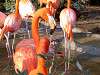 ueno_zoo_0866_mini.jpg